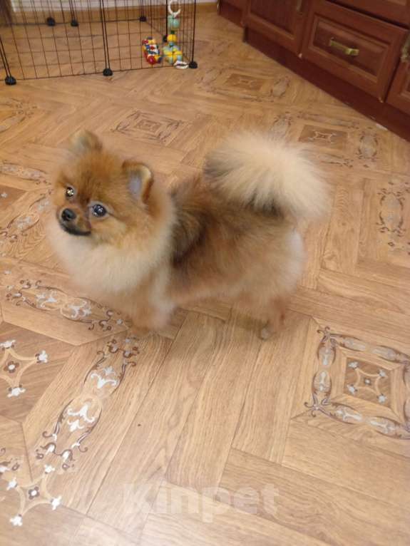 Собаки в Волгограде: Мини шпиц Мальчик, Бесплатно - фото 2