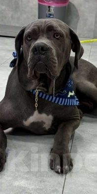 Собаки в Москве: Ищут семью трое щенков Kaнe Kорсо и их мама Лиси! Мальчик, Бесплатно - фото 6