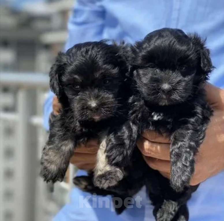 Собаки в Челябинске: Щенок мальтипу  Девочка, 35 000 руб. - фото 1