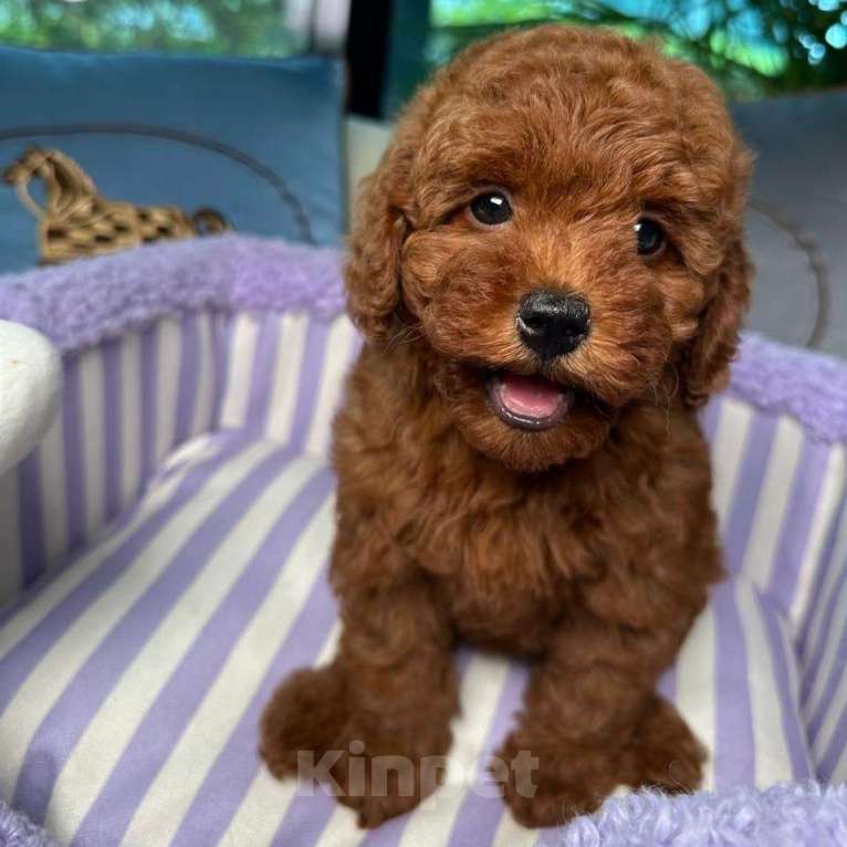 Собаки в Омске: Той-пудель, щенок Мальчик, 150 000 руб. - фото 6