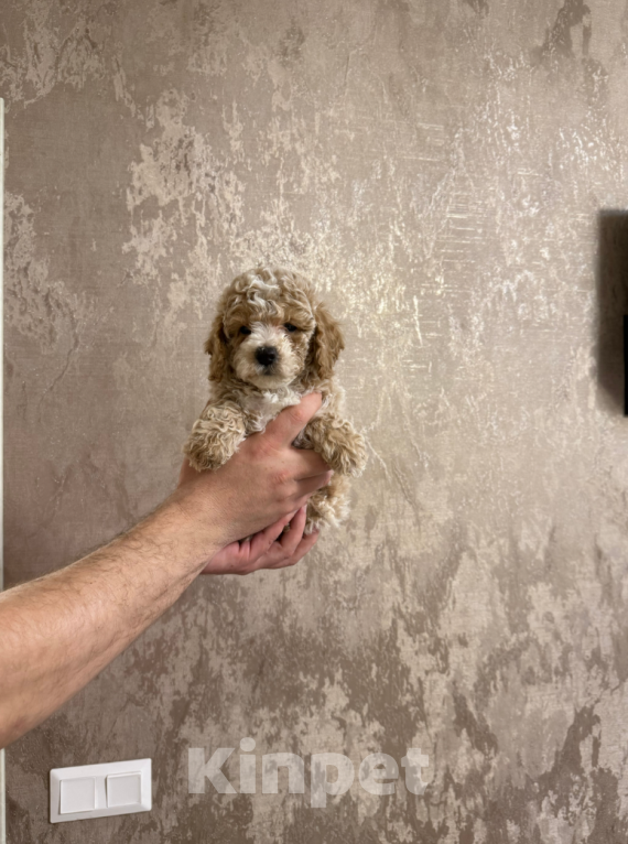 Собаки в Москве: Мальтипу мальчик Мальчик, 40 000 руб. - фото 1