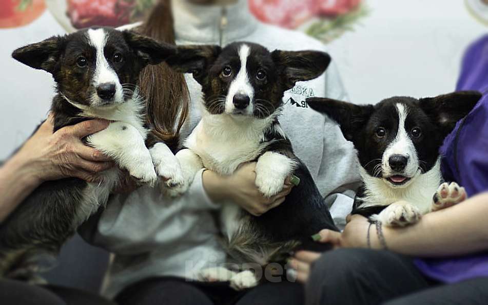 Собаки в Санкт-Петербурге: Щенки Вельш-корги кардиган Мальчик, 45 000 руб. - фото 6