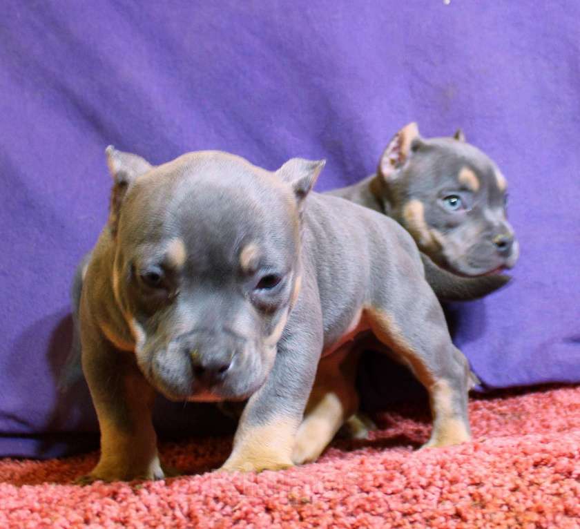 Собаки в других городах Ярославской области: Девочки булли Девочка, 90 000 руб. - фото 2