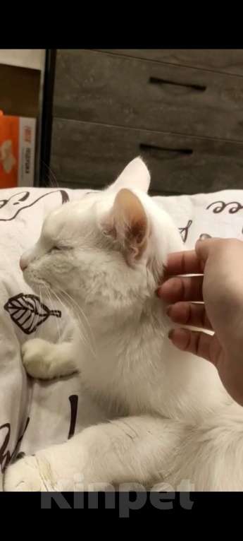 Кошки в Мурином: Отдам в добрые руки Мальчик, Бесплатно - фото 2