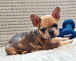 Собаки в Санкт-Петербурге: Щенки Французского бульдога Разнополые, 50 000 руб. - фото 6