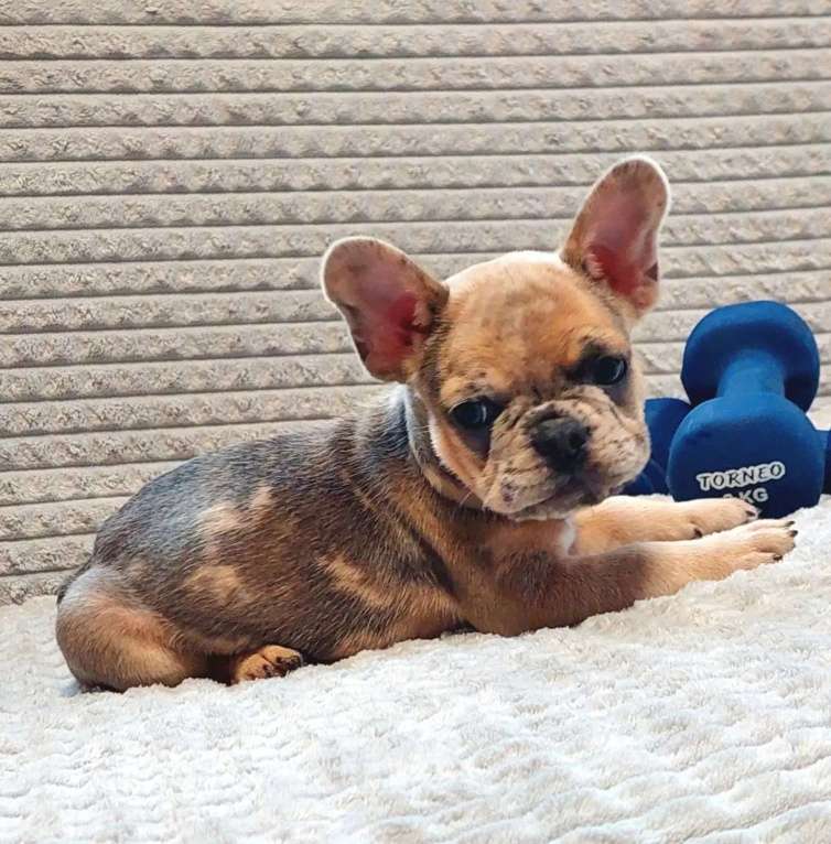Собаки в Санкт-Петербурге: Щенки Французского бульдога Разнополые, 50 000 руб. - фото 6
