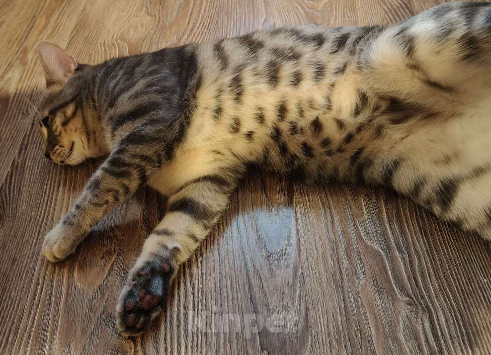 Кошки в Иваново: Отдам в добрые руки Мальчик, Бесплатно - фото 2