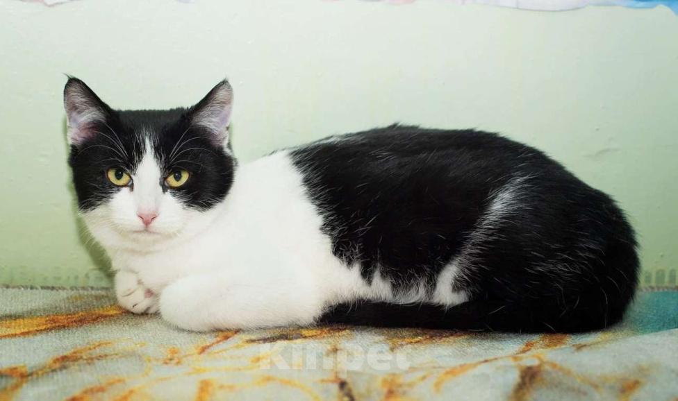 Кошки в Москве: Кнопа Девочка, Бесплатно - фото 1