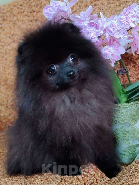 Собаки в других городах Московской области: Щенок померанский шпиц Мальчик, 70 000 руб. - фото 4