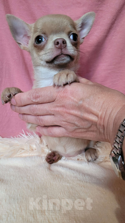 Собаки в Москве: Чихуахуа девочка лиловая Девочка, Бесплатно - фото 5