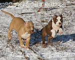 Собаки в Саратове: Американские булли, Питомник Мальчик, 60 000 руб. - фото 5