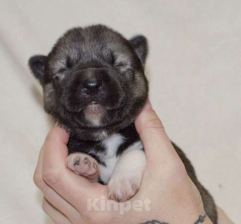 Собаки в Екатеринбурге: Щенки сибирской хаски РКФ Девочка, 45 000 руб. - фото 4