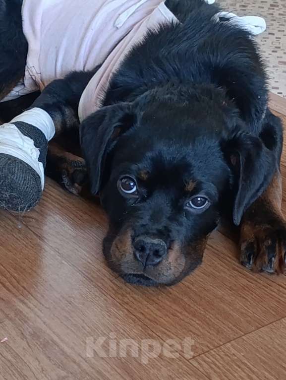 Собаки в других городах Московской области: Отдаю в любящие и заботливые руки Мальчик, Бесплатно - фото 2