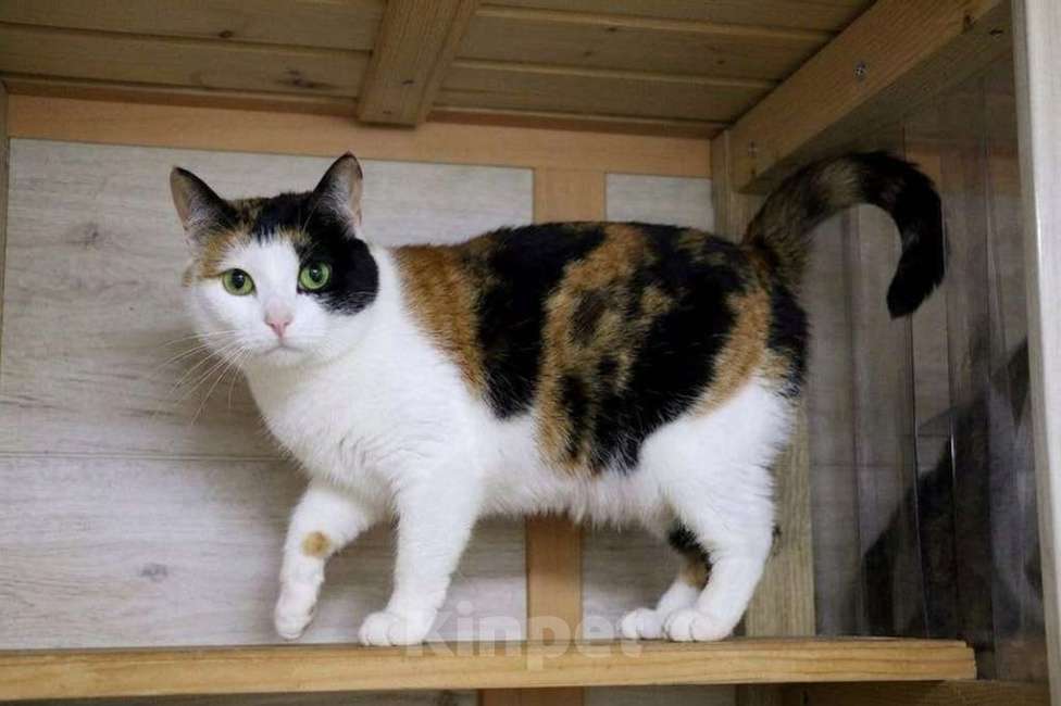 Кошки в Коломне: Марфа и Гоша в поисках семьи Мальчик, Бесплатно - фото 4