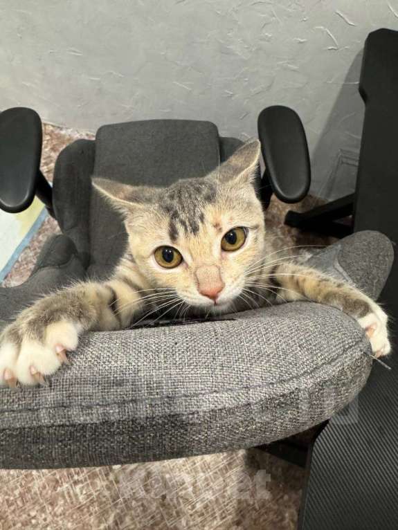 Кошки в Владивостоке: Отдадим котенка в добрые руки Девочка, Бесплатно - фото 5