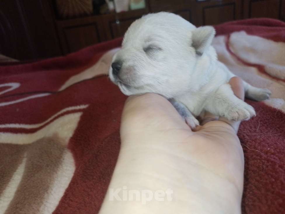 Собаки в Перми: Очаровательные малыши вестики Девочка, 65 000 руб. - фото 3