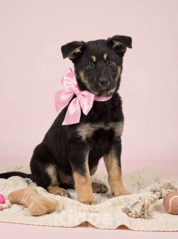 Собаки в Москве: Щенок Дана ищет дом Девочка, Бесплатно - фото 4