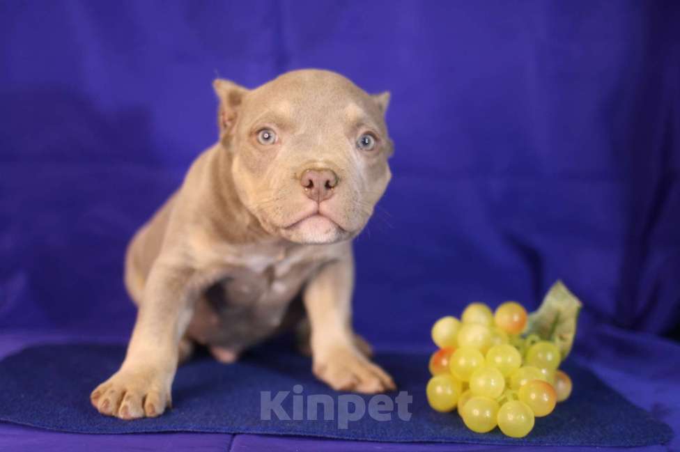 Собаки в Санкт-Петербурге: Щенки американ булли шоколадные и лиловые триколоры Мальчик, Бесплатно - фото 8