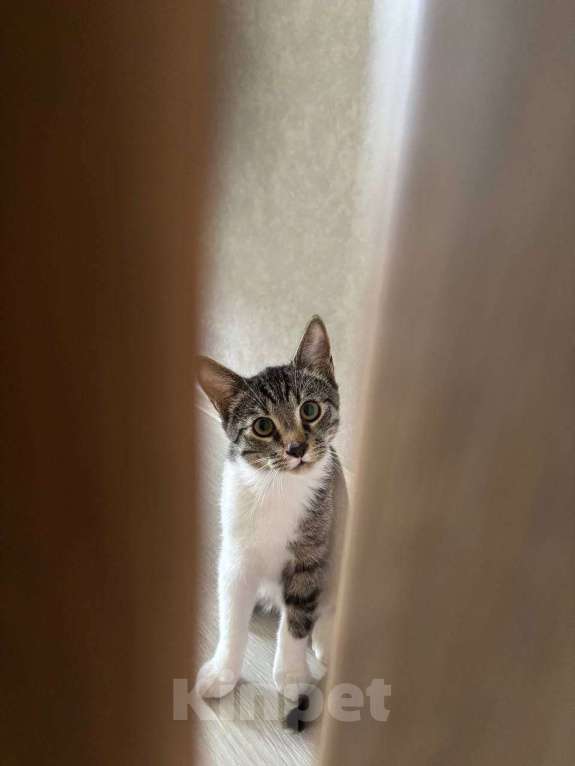 Кошки в Санкт-Петербурге: Отдам кота в добрые руки (1 год) Мальчик, Бесплатно - фото 1