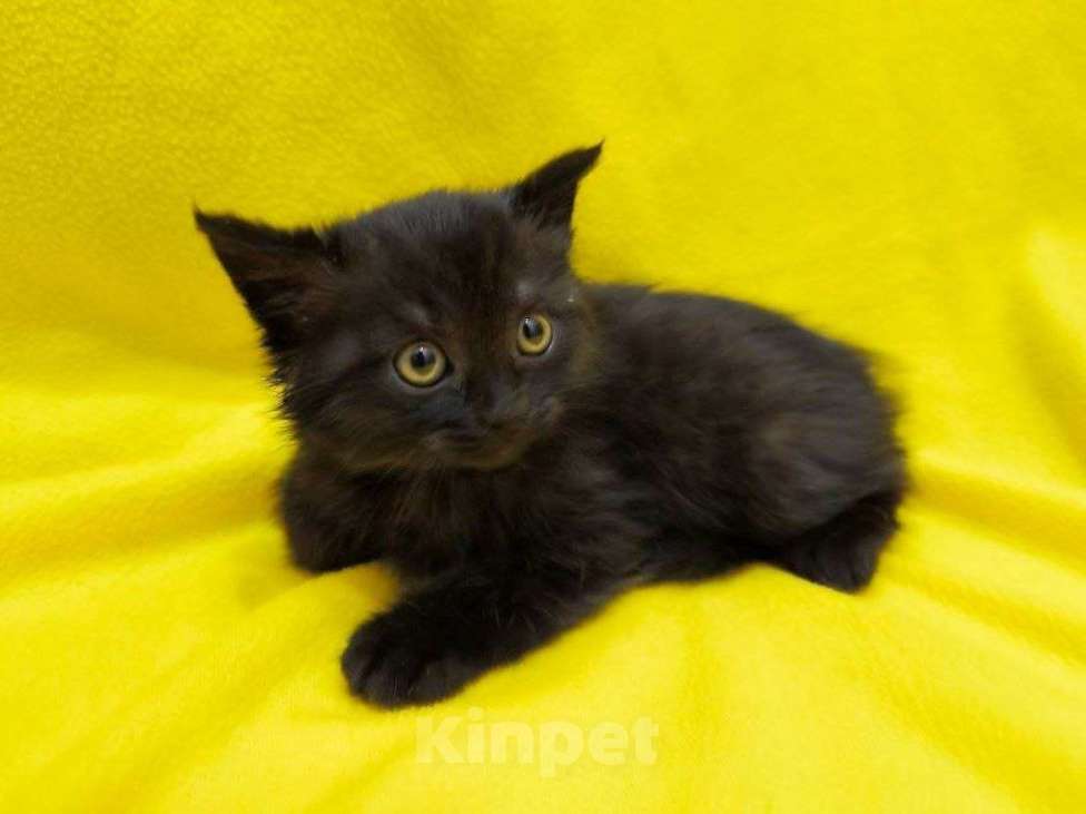 Кошки в Москве: Котята ищут дом Девочка, Бесплатно - фото 1
