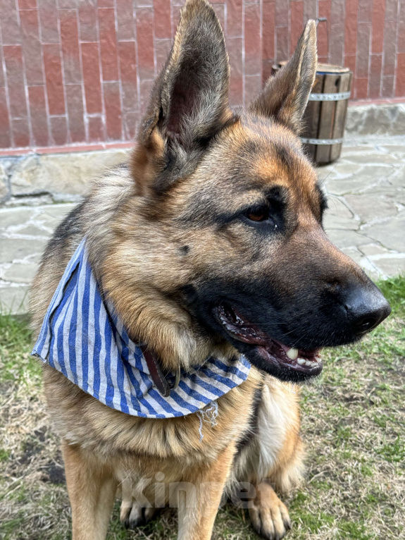 Собаки в других городах Московской области: Пропала немецкая овчарка в Московской области, Красногорский рн Девочка, 50 000 руб. - фото 3