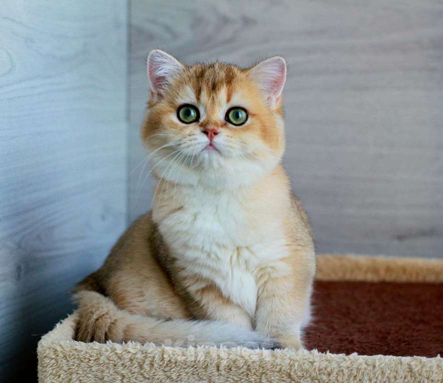 Кошки в Краснодаре: Золотая Британская шиншилла девочка  Девочка, Бесплатно - фото 2