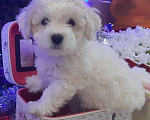 Собаки в Нижнем Новгороде: Продажа щенков Бишон Фризе Мальчик, 40 000 руб. - фото 4