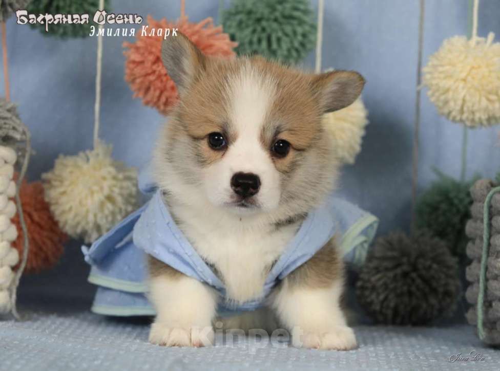 Собаки в Москве: Чакибусенок #3 невероятно мимимишная маленькая малышка, с добрым сердцем и желанием всем нравиться Девочка, Бесплатно - фото 3