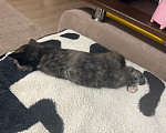Кошки в Москве: Котенок в добрые руки Девочка, Бесплатно - фото 6