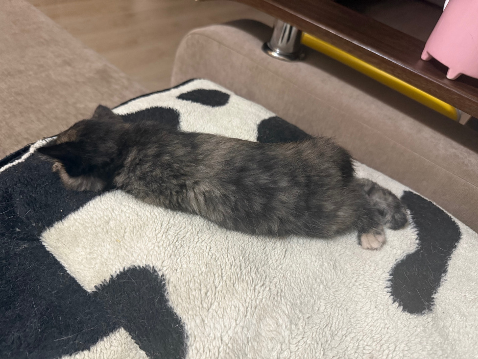 Кошки в Москве: Котенок в добрые руки Девочка, Бесплатно - фото 6