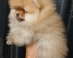 Собаки в Екатеринбурге: Померанский шпиц Мальчик, 1 руб. - фото 1