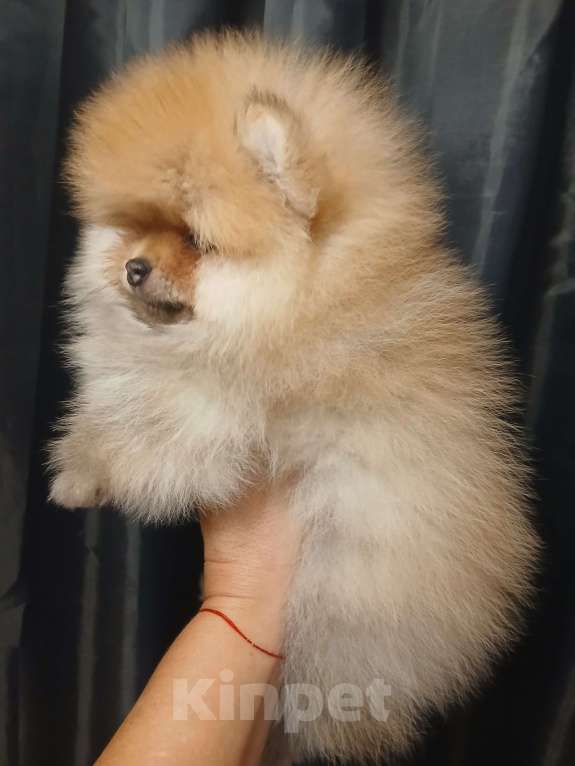 Собаки в Екатеринбурге: Померанский шпиц Мальчик, 1 руб. - фото 1