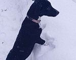 Собаки в Пушкино: Джек Рассел метис в добрые руки Девочка, 1 руб. - фото 2