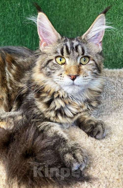 Кошки в Магнитогорске: Высокопородные коты и кошечки из питомника Мальчик, Бесплатно - фото 3