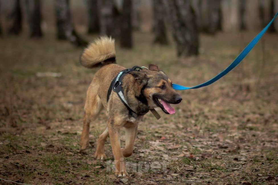 Собаки в Москве: Юхо! Он будет радовать Вас! В добрые руки! Мальчик, Бесплатно - фото 7