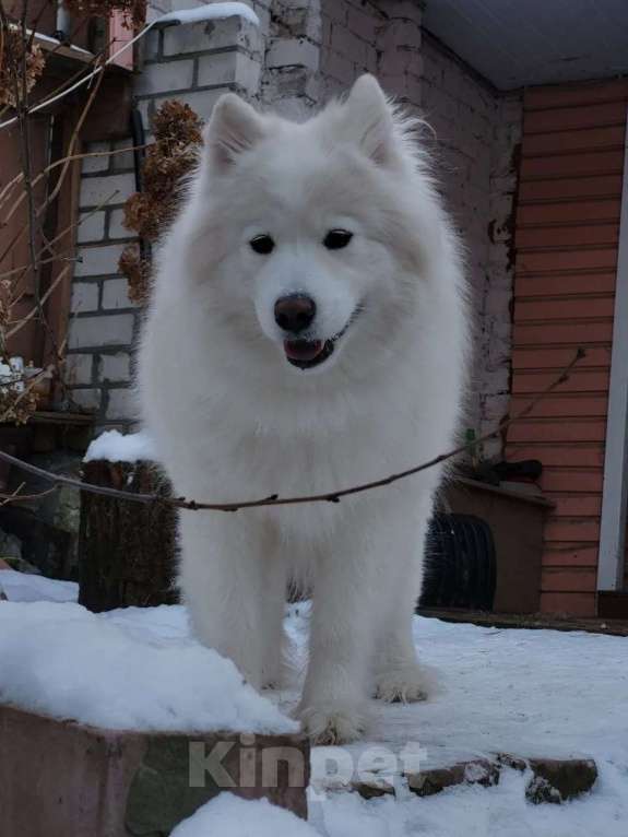 Собаки в Мур: Продажа щенков Разнополые, 25 000 руб. - фото 2