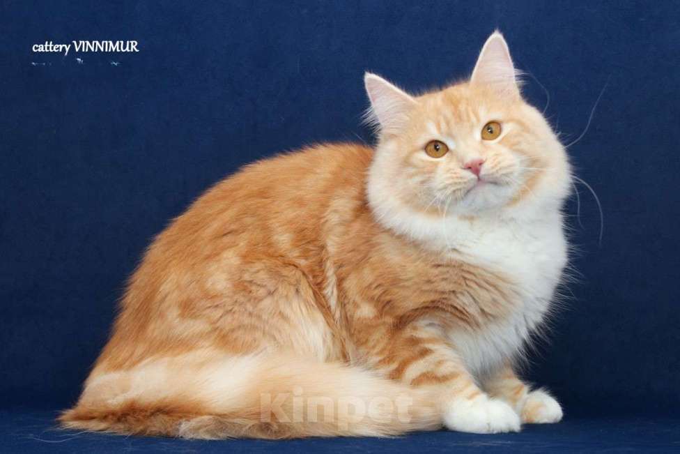 Кошки в Санкт-Петербурге: Сибирский кот Мальчик, Бесплатно - фото 1
