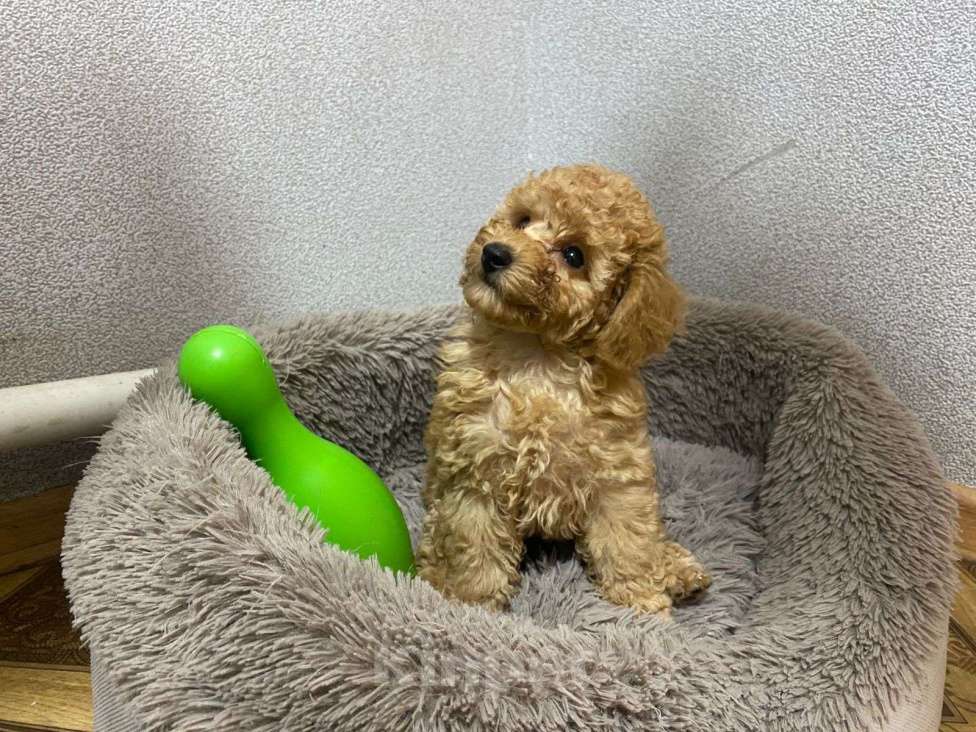 Собаки в Воронеже: Той-пудель  Мальчик, Бесплатно - фото 5