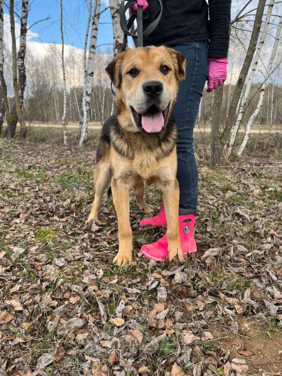 Собаки в Москве: Валли, добро с хвостиком Мальчик, Бесплатно - фото 2