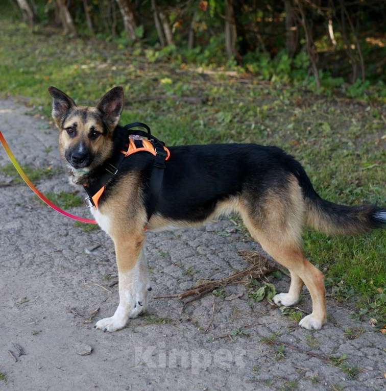 Собаки в Москве: Тоффи самая ласковая собака в мире! Девочка, Бесплатно - фото 4