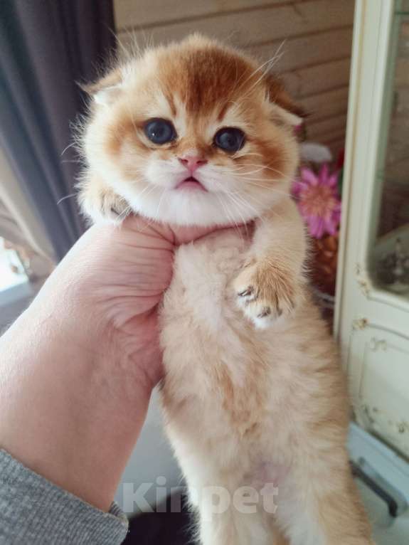 Кошки в Москве: Красавчик Мальчик, 25 000 руб. - фото 1