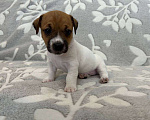 Собаки в Чехове: Щенки Джек Рассел терьер  Мальчик, 30 000 руб. - фото 2