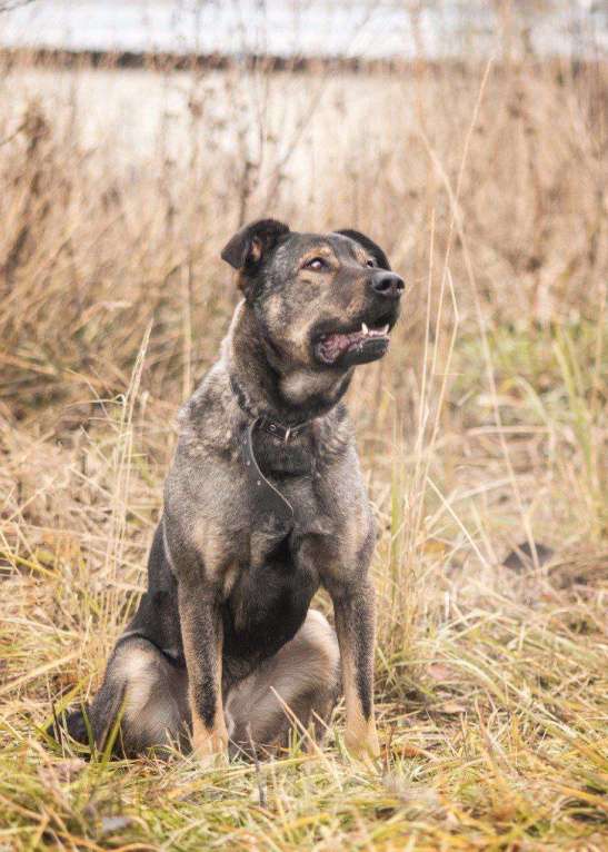 Собаки в Москве: Статный метис босерона Грей в добрые руки Мальчик, Бесплатно - фото 3