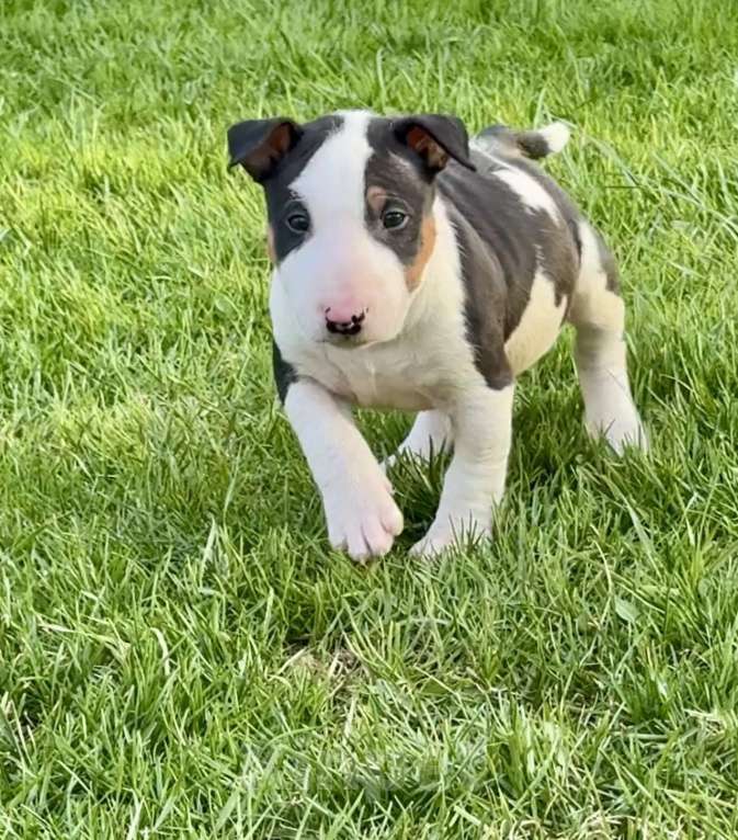 Собаки в других городах Московской области: Щенки 1,5 мес. Питомник Ркф Мальчик, 80 000 руб. - фото 1