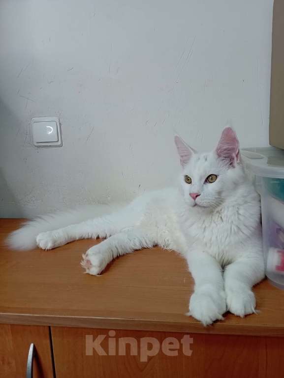 Кошки в Севастополе: Котёнок мейн-кун Мальчик, 65 000 руб. - фото 5