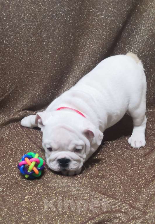 Собаки в Санкт-Петербурге: Щенок английского бульдога Девочка, 110 000 руб. - фото 4