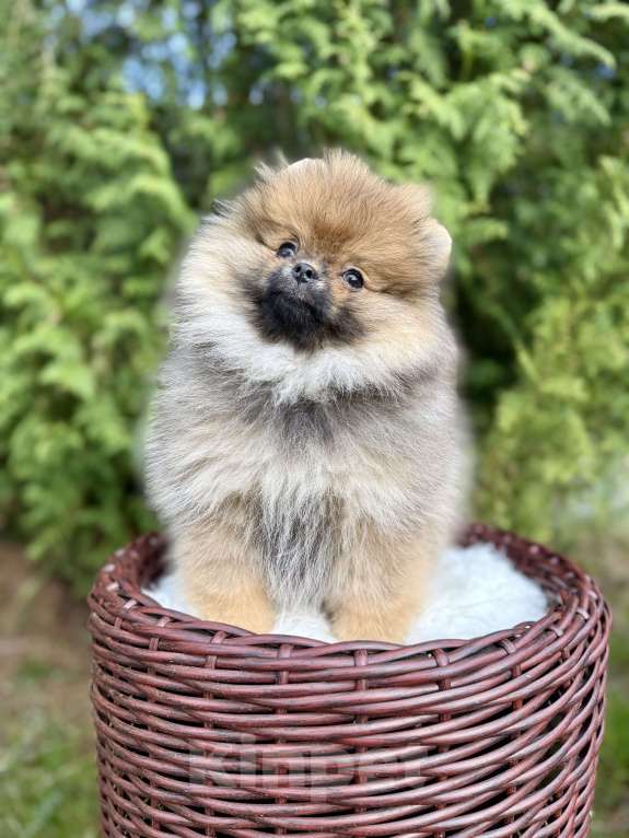 Собаки в Москве: Малышка Зара❤️ Девочка, 90 000 руб. - фото 3