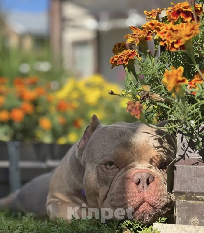 Собаки в Москве: Лиловые Щенки Американского Булли Девочка, 120 000 руб. - фото 5