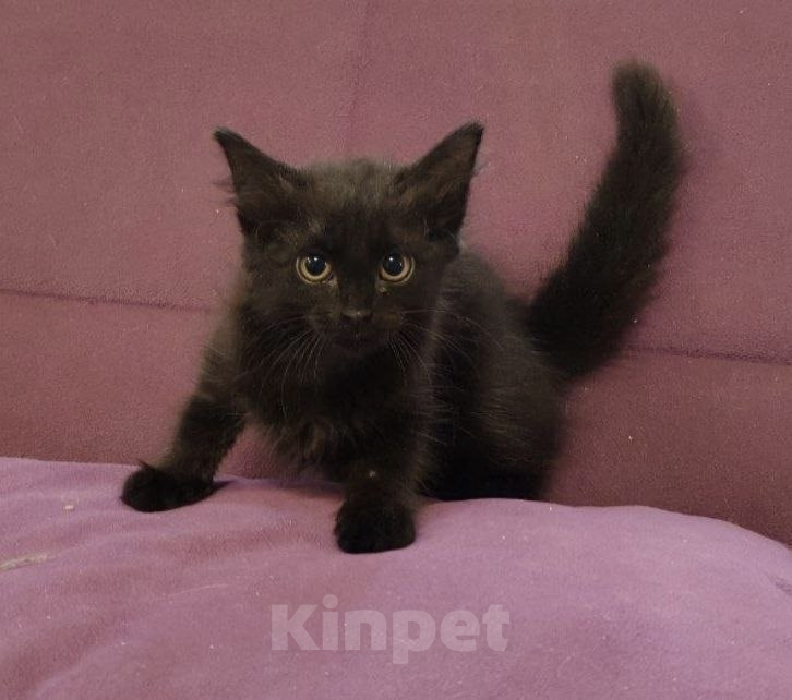 Кошки в Москве: Котята 2,5 месяца Разнополые, 50 руб. - фото 8