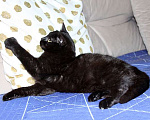 Кошки в Москве: Черная жемчужина Бусинка, ласковый котенок-подросток в добрые руки Девочка, Бесплатно - фото 4